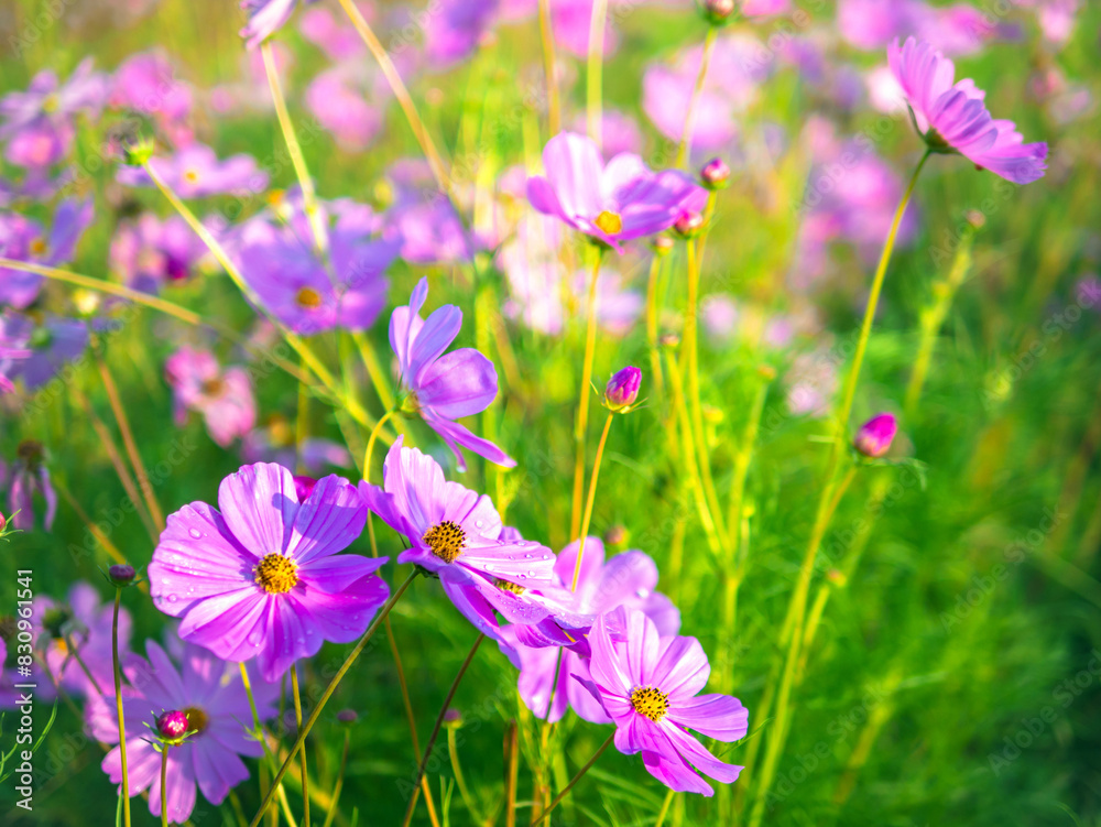 Close-up of beautiful cosmos flowers at cosmos field in moring sunlight. amazing of close-up of cosmos flower. nature flower background. Close-up of beautiful cosmos flowers at cosmos field in moring sunlight. amazing of close-up of cosmos flower. nature flower background.