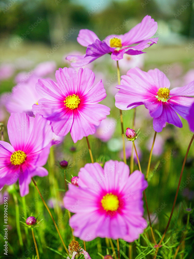 Close-up of beautiful cosmos flowers at cosmos field in moring sunlight. amazing of close-up of cosmos flower. nature flower background. Close-up of beautiful cosmos flowers at cosmos field in moring sunlight. amazing of close-up of cosmos flower. nature flower background.