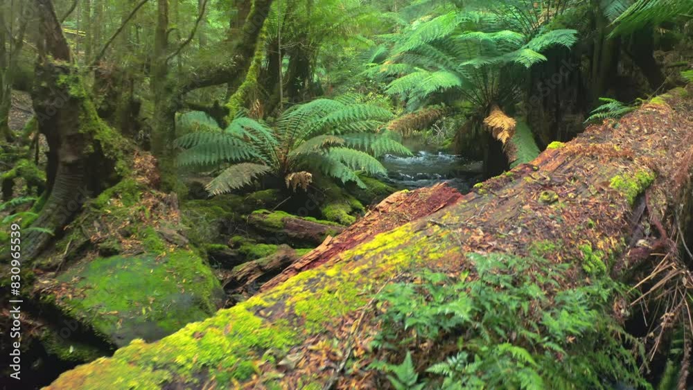 Dense rainforest of Australia. Tasmania wild nature landscape Dense rainforest of Australia. Tasmania wild nature landscape