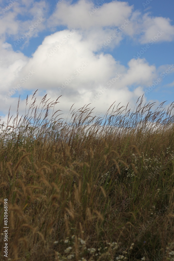 Fototapeta premium wheat field and sky