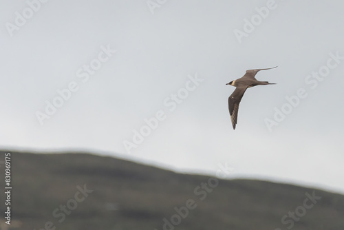 Arctic skua (Stercorarius parasiticus) flying over the moorland in spring, North Uist, Outer Hebrides, Scotland