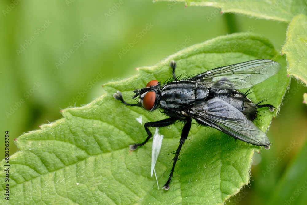 Flesh fly, Sarcophaga carnaria sitting on a leaf, close up Flesh fly, Sarcophaga carnaria sitting on a leaf, close up