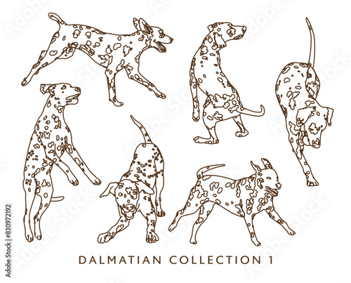 Dalmatian Dog Outline Illustrations in Various Poses 1