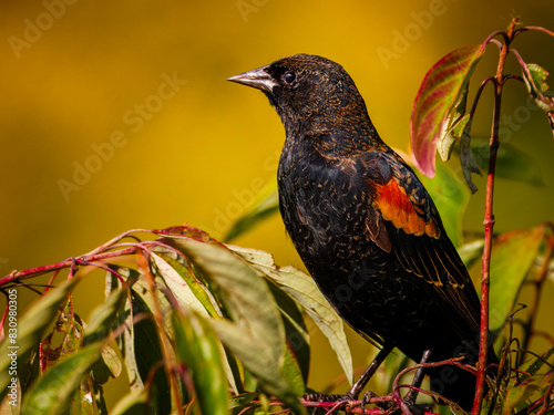 Close up of a male red-winged blackbird perched on tree branches among green leaves