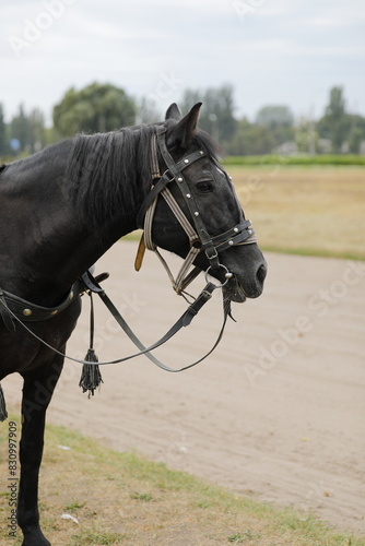 portrait of a horse
