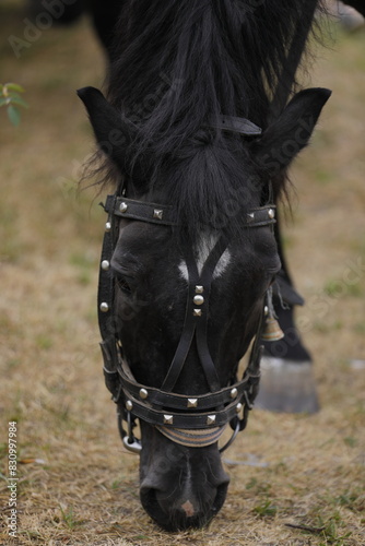 portrait of a horse