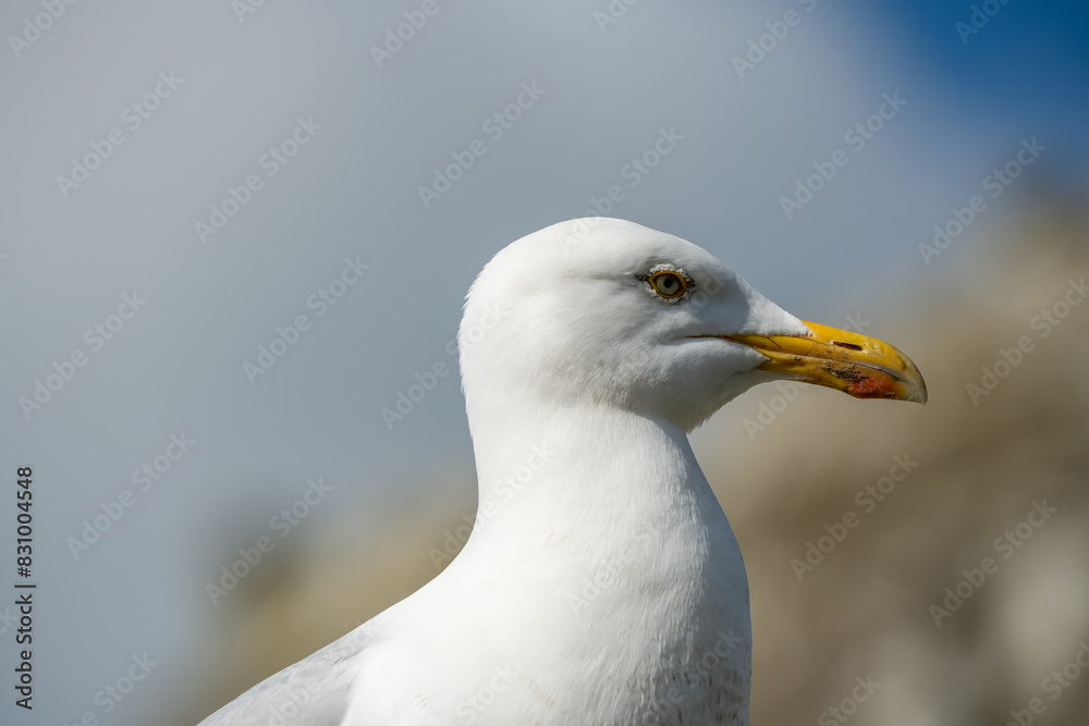 detailed close-up portrait of a European Herring Gull (Larus argentatus) detailed close-up portrait of a European Herring Gull (Larus argentatus)