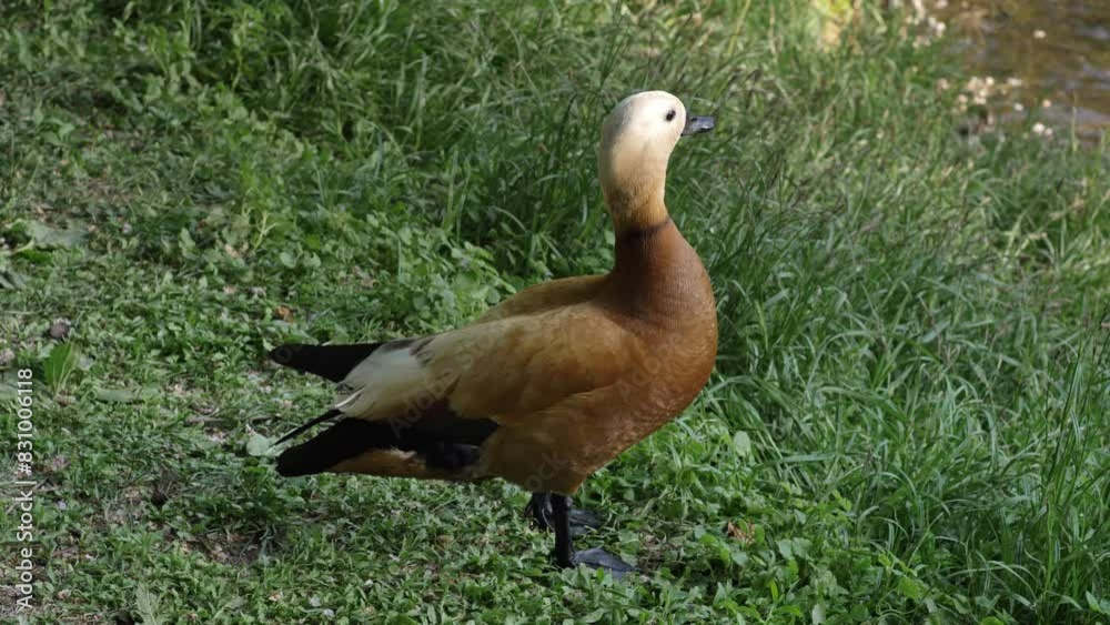 Ruddy shelduck bird looking around at pond shore Ruddy shelduck bird looking around at pond shore