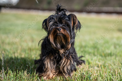 Obraz na płótnie Shih Tzu Hund sitzend von vorne w salonie