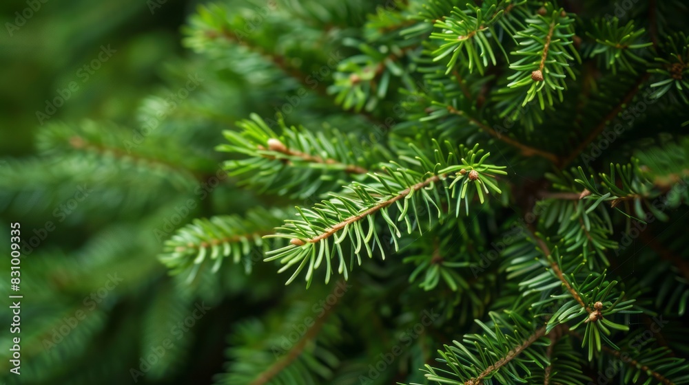 luffy branches of a fir-tree, presenting a Christmas wallpaper or postcard concept in a minimalist modern style that exudes simplicity and holiday warmth. luffy branches of a fir-tree, presenting a Christmas wallpaper or postcard concept in a minimalist modern style that exudes simplicity and holiday warmth.