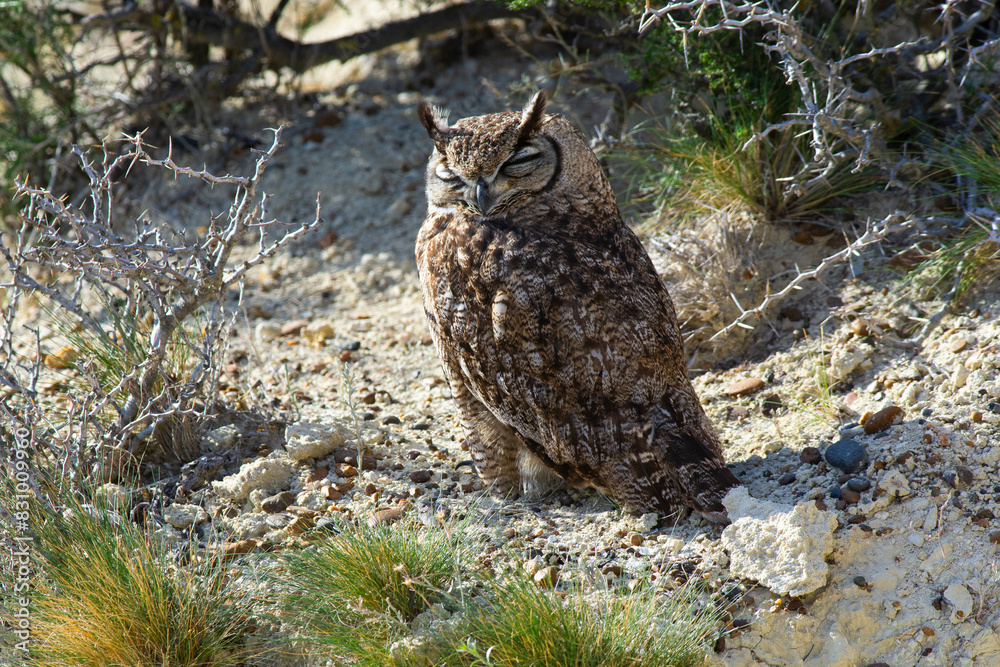Great Horned Owl, Bubo virginianus nacurutu, Peninsula Valdes, Patagonia, Argentina. Great Horned Owl, Bubo virginianus nacurutu, Peninsula Valdes, Patagonia, Argentina.