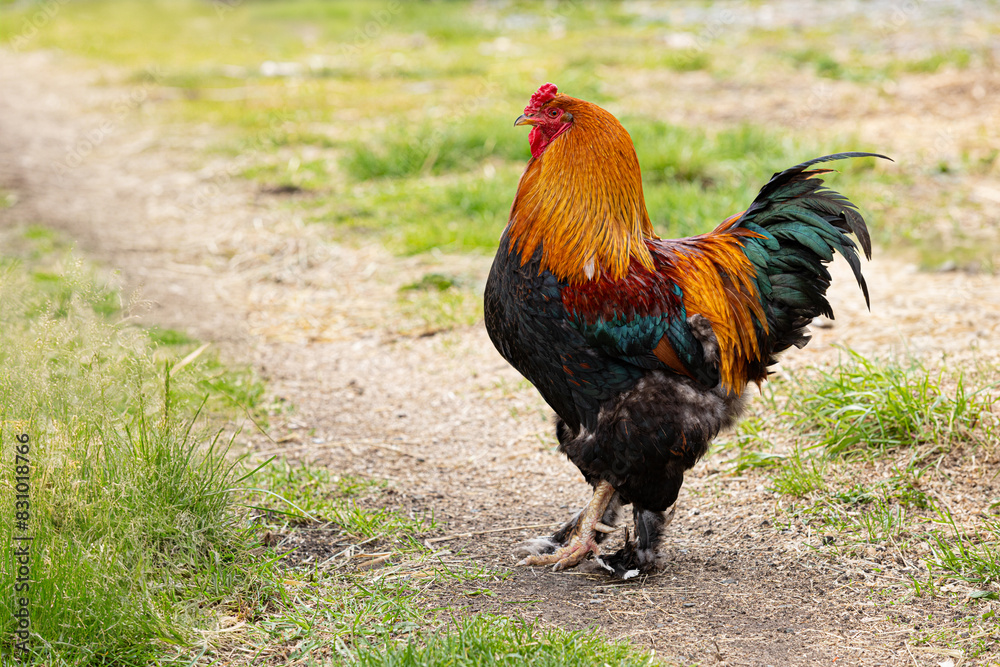 Magnificent colorful rooster stands on a path among the grass. General view, left side. For ad poultry farming, agriculture eco ranch banner, veterinary information