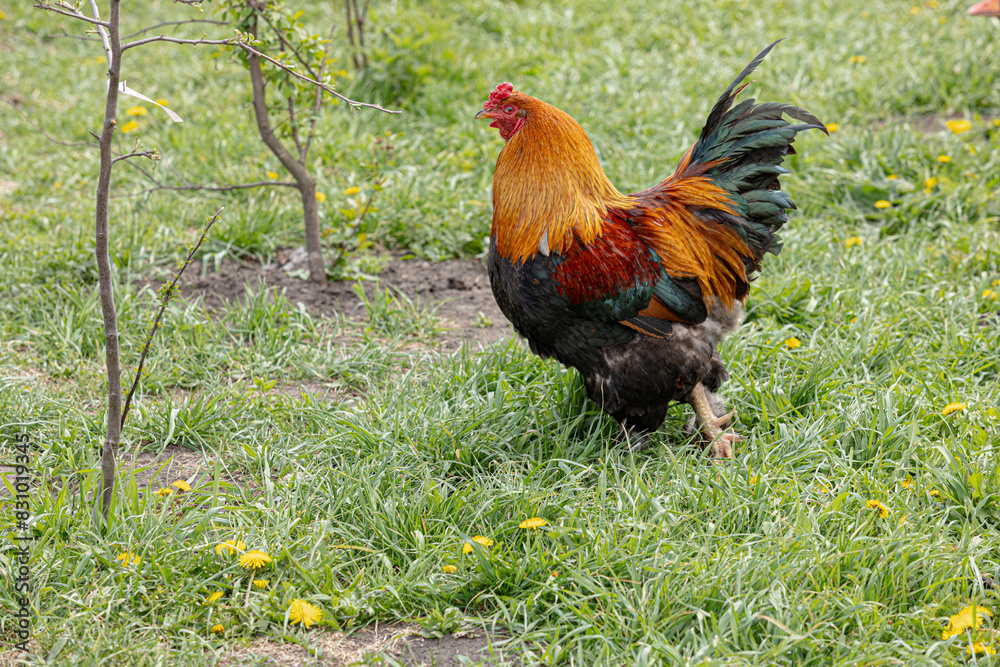Magnificent colorful rooster stands on the grass. General view, left side. For ad poultry farming, agriculture eco ranch banner, veterinary information