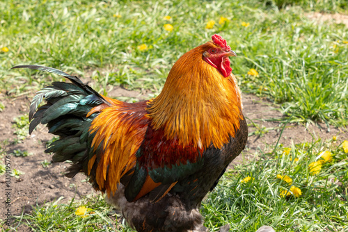 Magnificent colorful rooster stands on the grass. General view, right side. For ad poultry farming, agriculture eco ranch banner, veterinary information © Itana