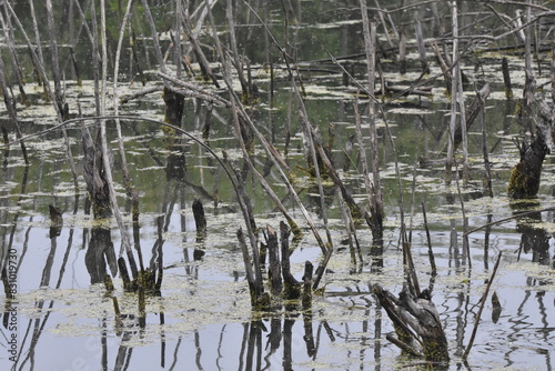 reeds in the marsh water dormant nature