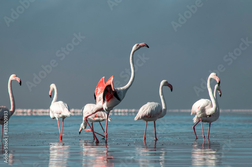 Wild african birds. Group of Greater african flamingos walking around the blue lagoon on a sunny day