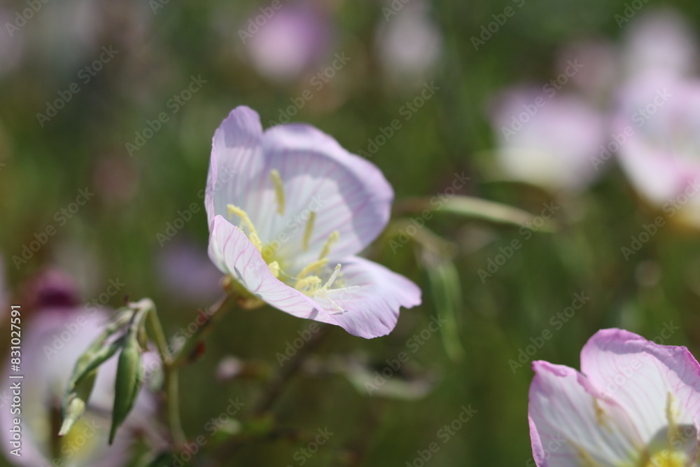 White and pink flowers with yellow anthers White and pink flowers with yellow anthers
