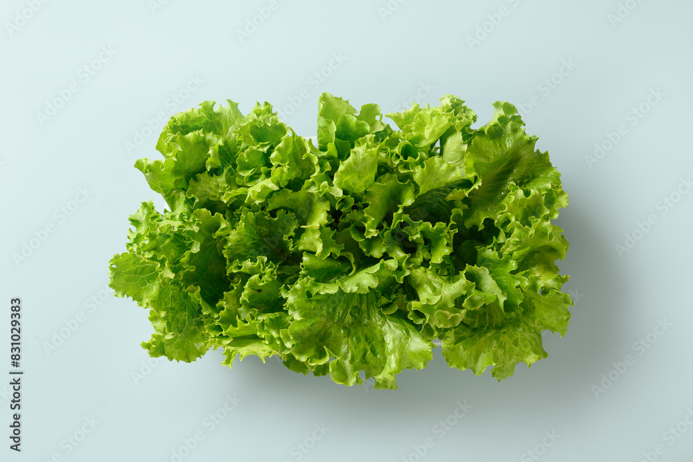 Obraz premium Fresh home-grown green lettuce salad leaves isolated on blue background. View from above.