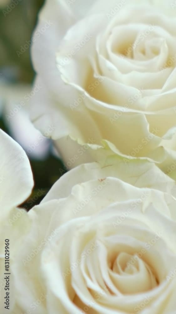 a beautiful bouquet of white fragrant roses and petals stands in a vase near the window, floristry and aroma a beautiful bouquet of white fragrant roses and petals stands in a vase near the window, floristry and aroma