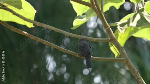 Dusky Broadbill birdwatching in the forest . photo