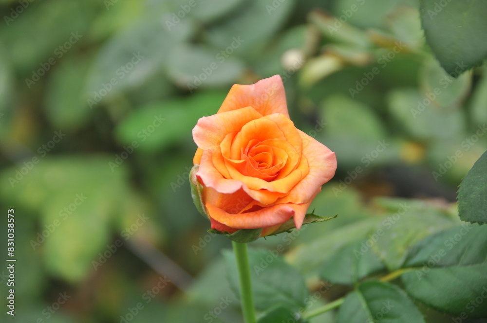 Roses Roses