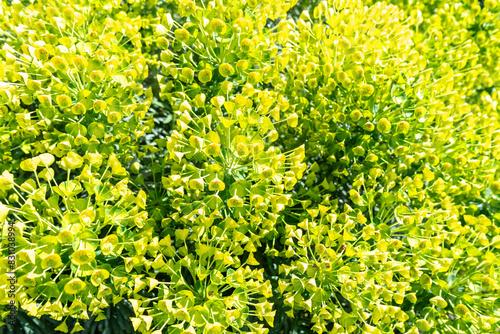 Mediterranean Spurge, Euphorbia characias wulfenii green flowers in natural sun light, spring floral garden photo