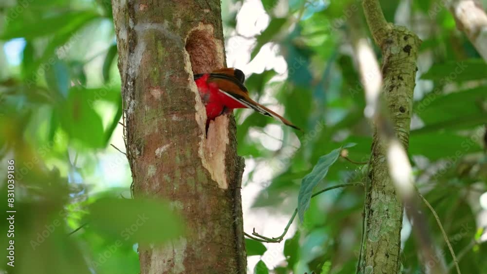 Red-headed Trogon Birds dig into trees to make nests birdwatching in the forest . Red-headed Trogon Birds dig into trees to make nests birdwatching in the forest .