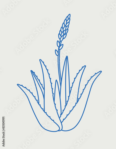 Aloe vera. Line art, retro. Plants and herbs for cosmetics.