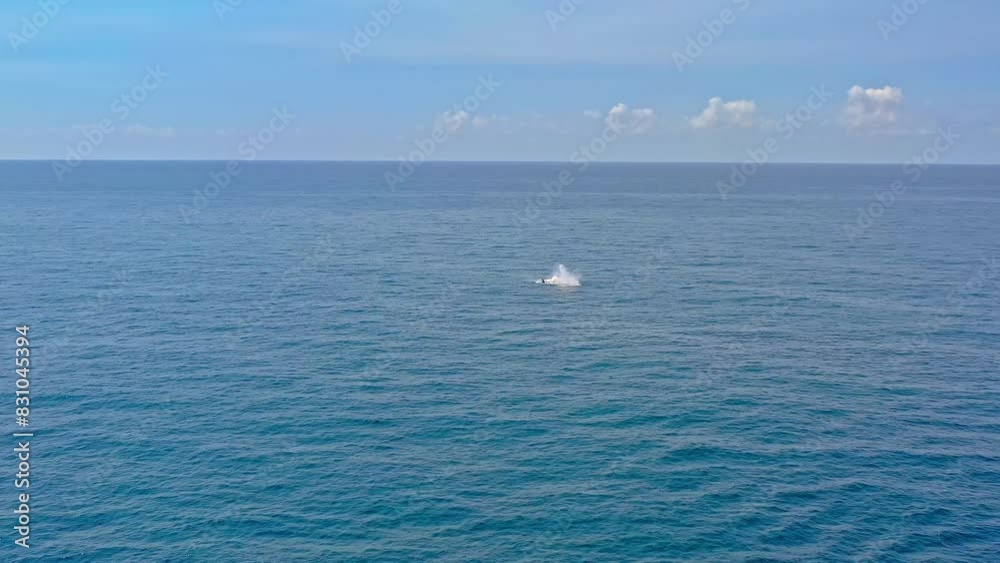 Australia wildlife and nature. Whales breaching near Noosa coast in Queensland Australia wildlife and nature. Whales breaching near Noosa coast in Queensland