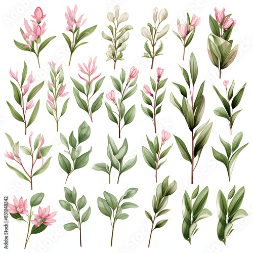 set of Italian ruscus leaves  plants  leaves and flowers. illustrations of beautiful realistic flowers for background  pattern or wedding invitations