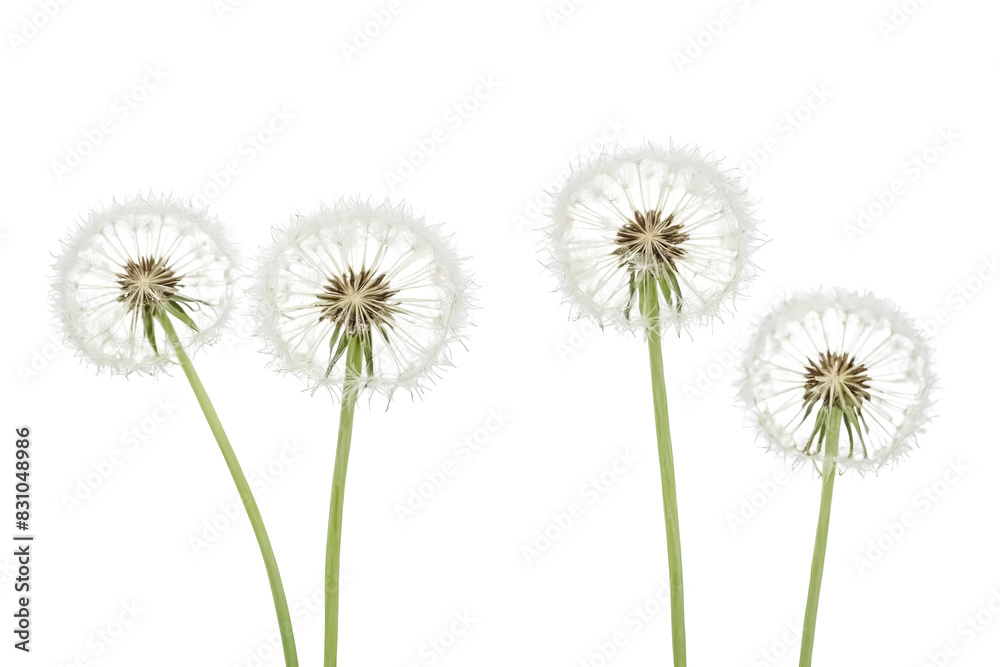 Four Dandelions with White Seeds Isolated on White Background Four Dandelions with White Seeds Isolated on White Background
