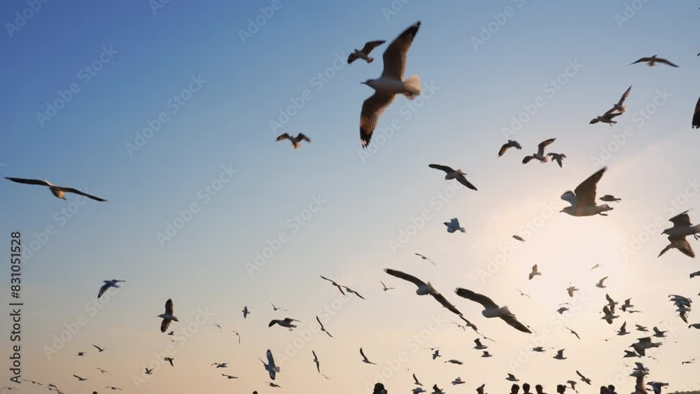 In the afternoon, the sun is about to set. Many seagulls fly in the blue sky. Moving slowly.