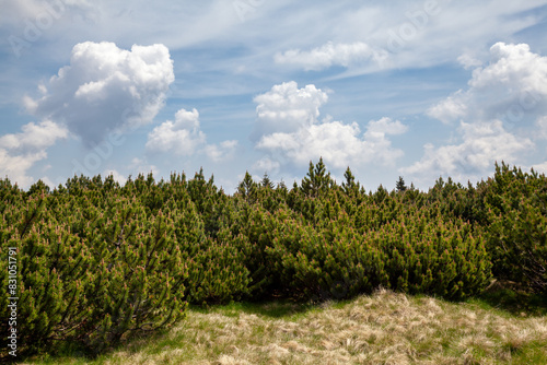 mountain landscape, Pinus mugo, Giant Mountains
