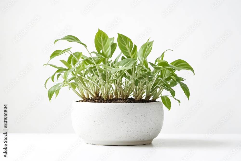 Green Plant in White Pot on White Background Green Plant in White Pot on White Background