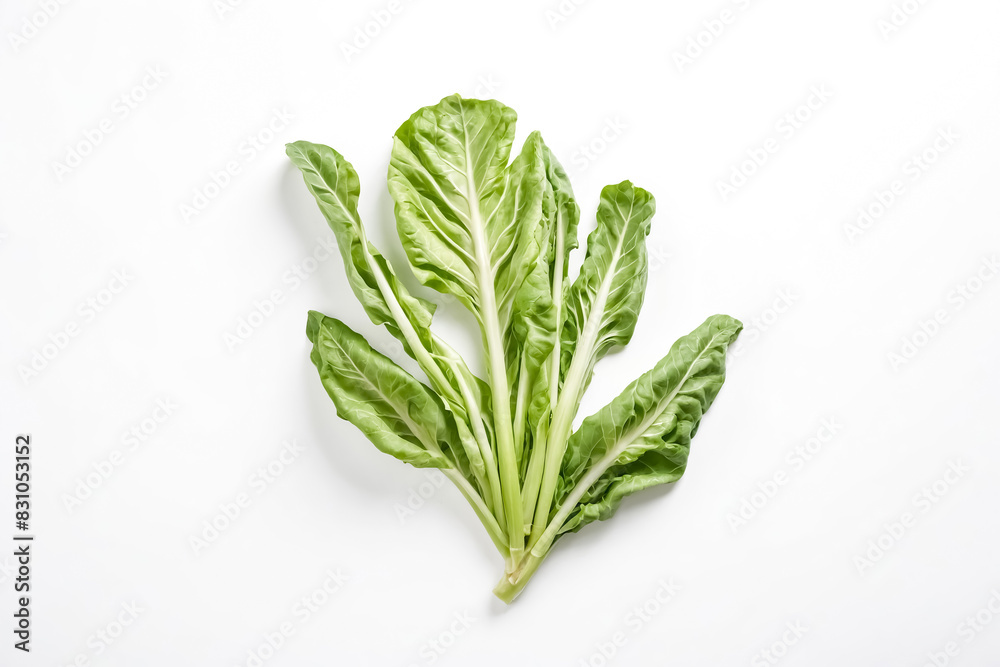 Fresh Green Chard Leaves on a White Background Fresh Green Chard Leaves on a White Background