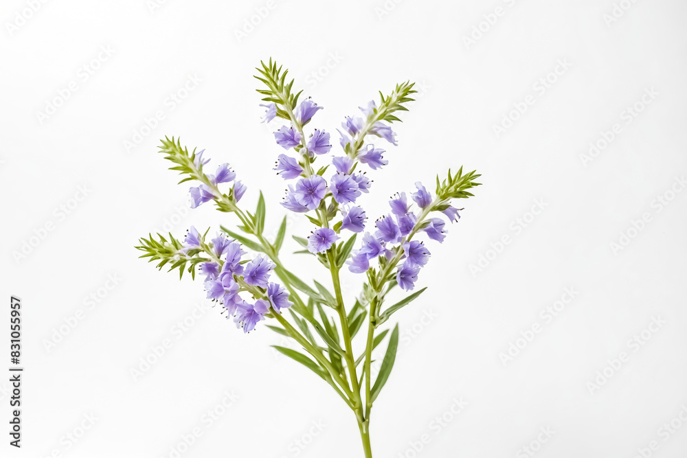 Obraz premium Purple Flowers with Green Stems on a White Background