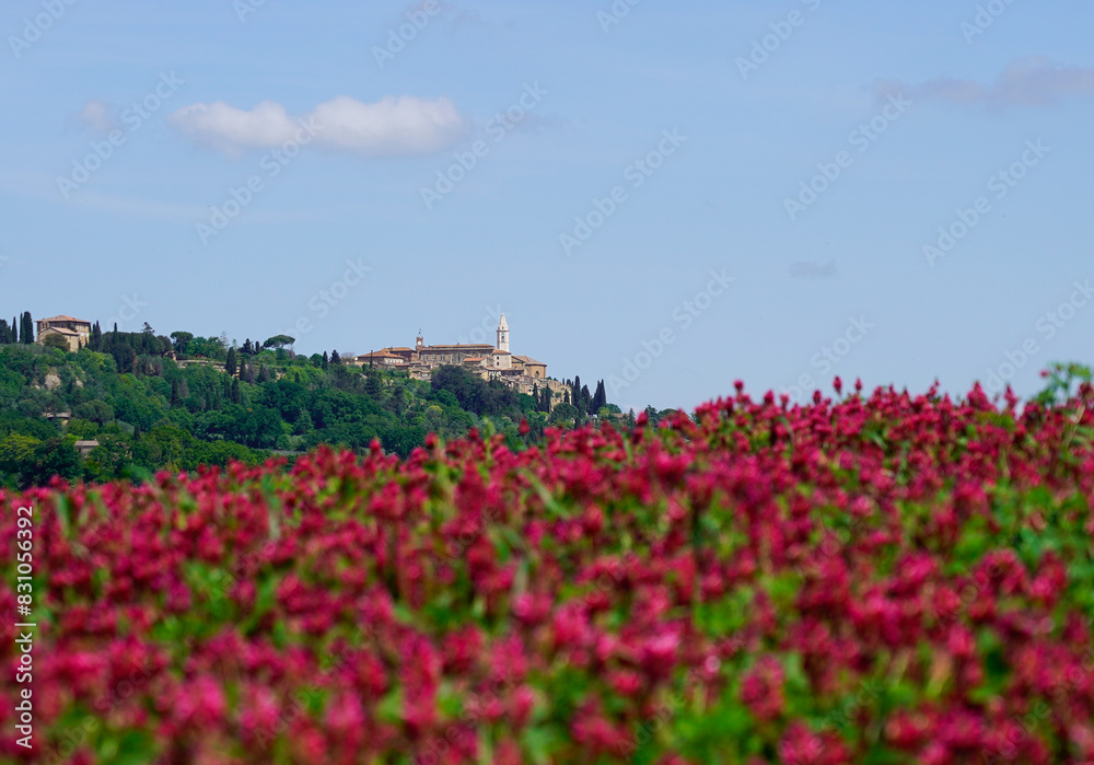 A field of red flowers and a mountain top village in the distance, Tuscany, Italy A field of red flowers and a mountain top village in the distance, Tuscany, Italy