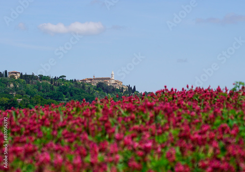 A field of red flowers and a mountain top village in the distance  Tuscany  Italy 
