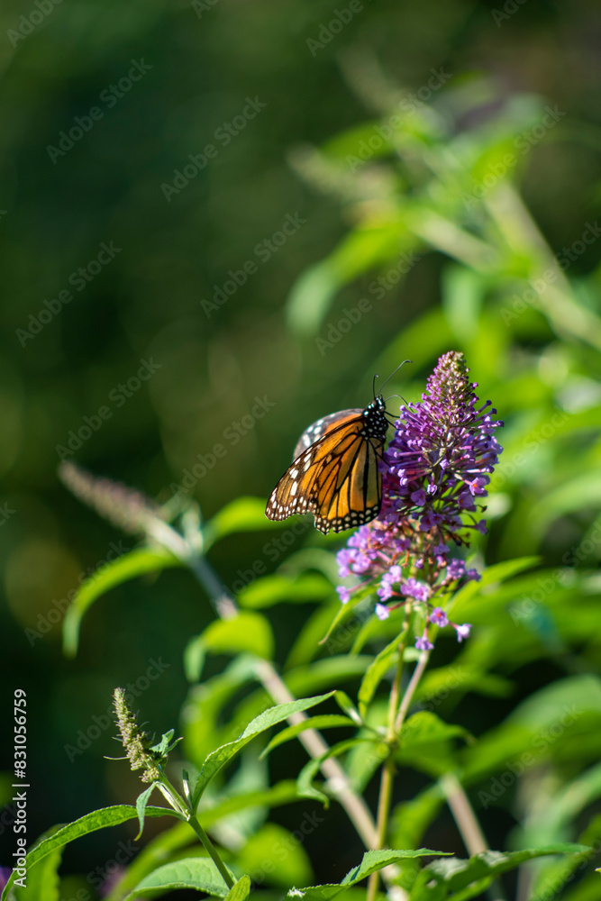 Obraz premium butterfly on a flower