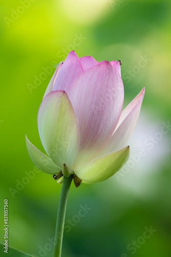 lotus flower closeup