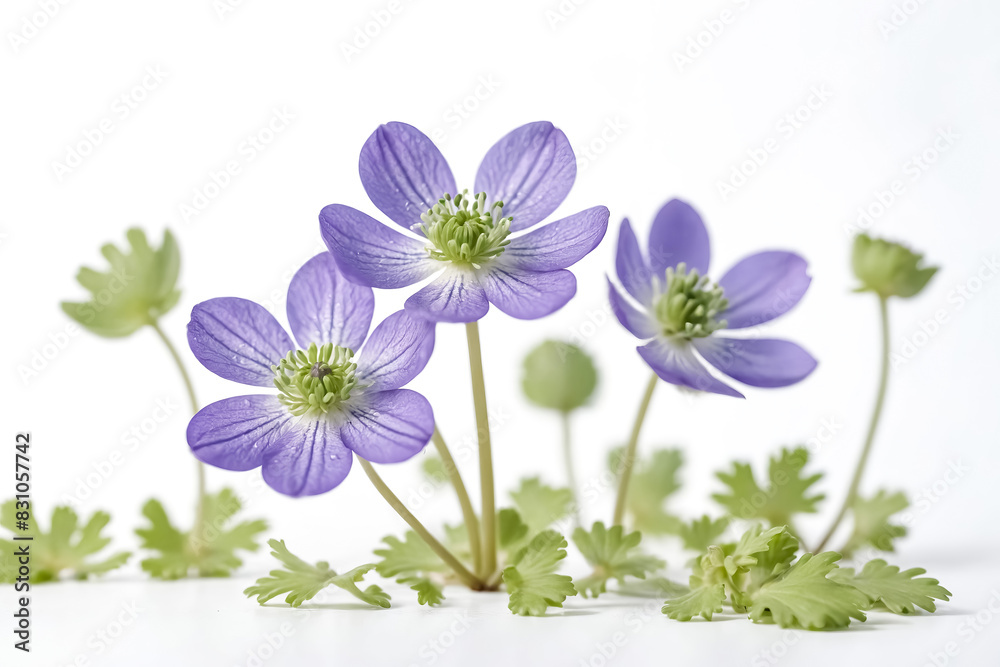 Closeup of Delicate Purple Flowers with Green Leaves on a White Background Closeup of Delicate Purple Flowers with Green Leaves on a White Background