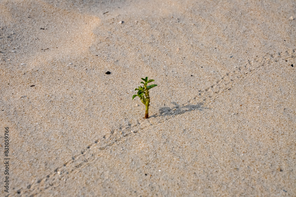 A small plant sprouted in the sand on the beach. A small plant sprouted in the sand on the beach.
