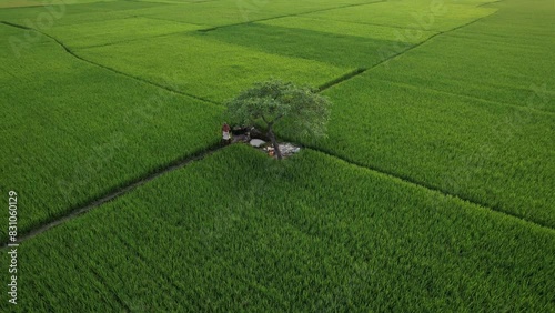 Bangladesh is the best rice producing country in the Asian continent. In the rural areas of Bangladesh, green rice fields can be seen throughout the year. The unique beauty of green paddy fields fasci photo