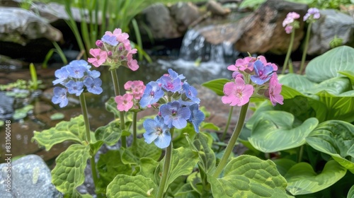 Pale blue pink and lavender lungwort blooms set against a backdrop of greenery