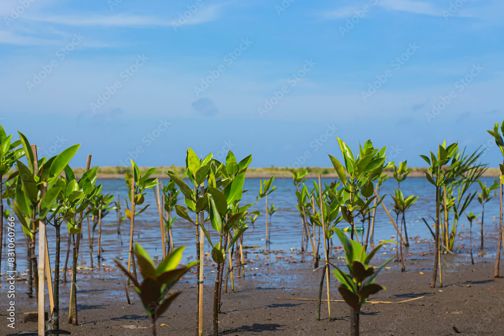 Young mangrove trees growing along the coast in tropical beach in mangrove conservation in Pangandaran with cloudy blue sky. Young mangrove trees growing along the coast in tropical beach in mangrove conservation in Pangandaran with cloudy blue sky.