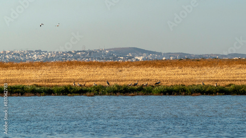 Champs de blé sur les rives du lac Séjoumi à Tunis