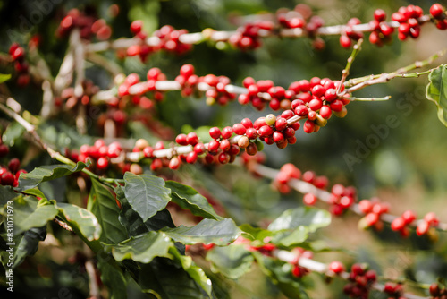 organic arabica coffee with farmer harvest in farm.harvesting Robusta and arabica  coffee berries by agriculturist hands,Worker Harvest arabica coffee berries on its branch, harvest concept.