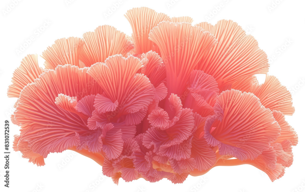 PNG Border coral outdoors mushroom animal. PNG Border coral outdoors mushroom animal.