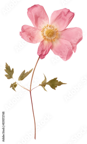 PNG Flower petal plant leaf. AI generated Image by rawpixel.