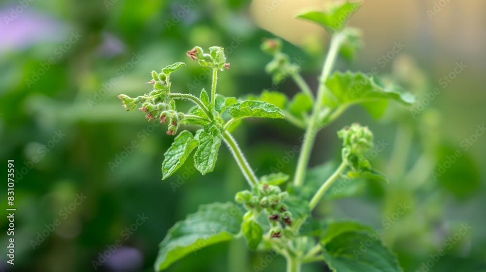 Agastache rugosa patchouli flowering medicinal plant, Korean mint flowers, close up Agastache rugosa patchouli flowering medicinal plant, Korean mint flowers, close up
